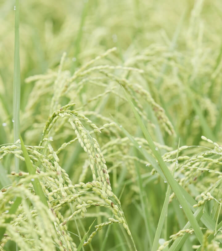 Image of rice