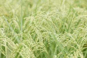 Image of rice